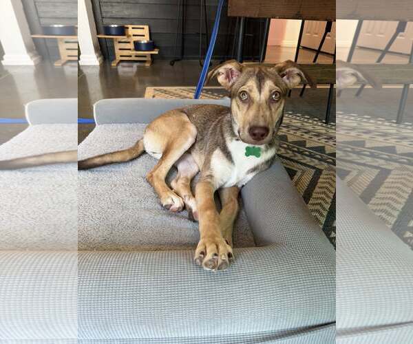 Medium Photo #3 Mutt Puppy For Sale in Greenville, SC, USA