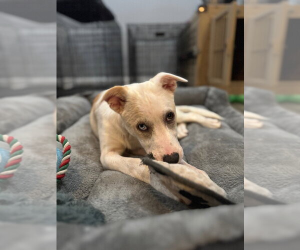 Medium Photo #4 Labrador Retriever-Unknown Mix Puppy For Sale in Lawrenceville, NJ, USA