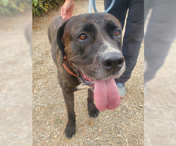 Medium Photo #2 Presa Canario-Unknown Mix Puppy For Sale in Ventura, CA, USA