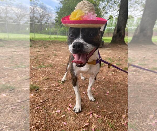 Medium Photo #2 Boston Terrier-Boxer Mix Puppy For Sale in Front Royal, VA, USA