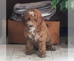 Small Photo #1 Goldendoodle-Poodle (Miniature) Mix Puppy For Sale in EAST EARL, PA, USA