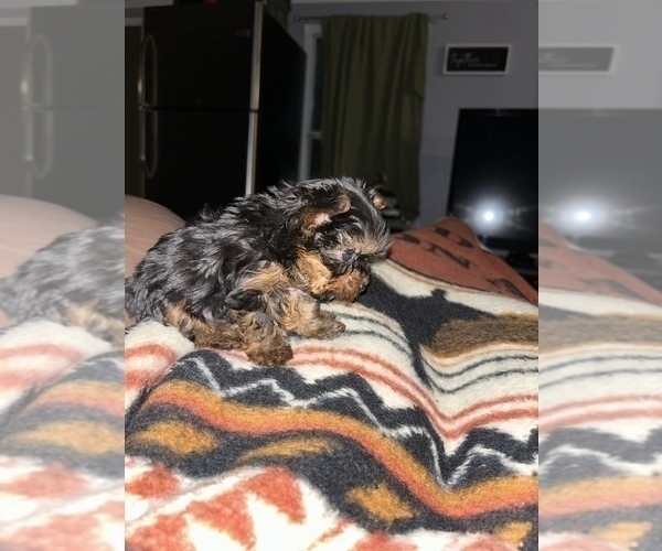 Medium Photo #5 Yorkshire Terrier Puppy For Sale in RUSSELLVILLE, AR, USA