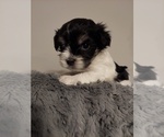 Small Photo #4 Havanese Puppy For Sale in CRETE, NE, USA