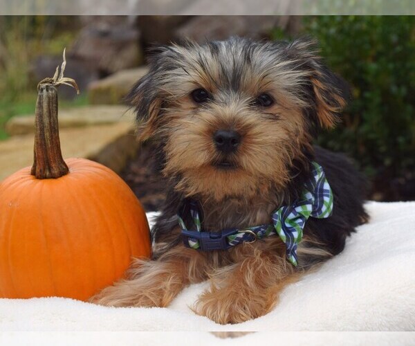 Medium Photo #1 Yorkshire Terrier Puppy For Sale in COSHOCTON, OH, USA