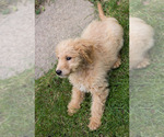 Small Photo #3 Goldendoodle Puppy For Sale in BAY VIEW, WI, USA
