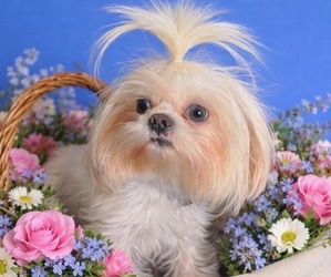Mother of the Shih Tzu puppies born on 02/07/2026