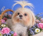 Small Photo #1 Shih Tzu Puppy For Sale in BURLINGTON, NC, USA