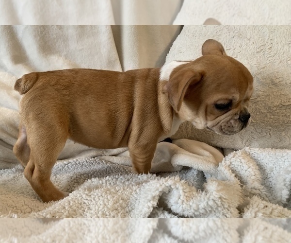 Medium Photo #14 French Bulldog Puppy For Sale in JOHNS ISLAND, SC, USA