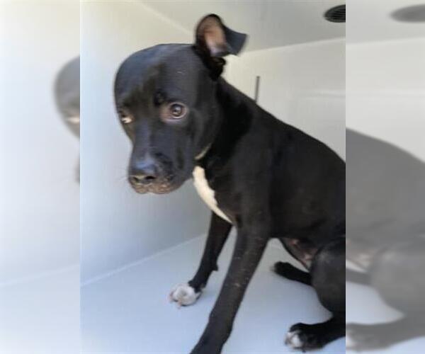 Medium Photo #1 American Pit Bull Terrier-Unknown Mix Puppy For Sale in Houston, TX, USA