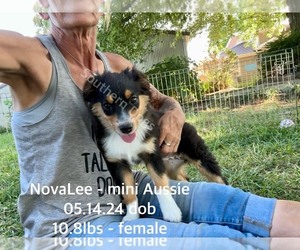 Miniature Australian Shepherd Puppy for sale in CASSVILLE, MO, USA