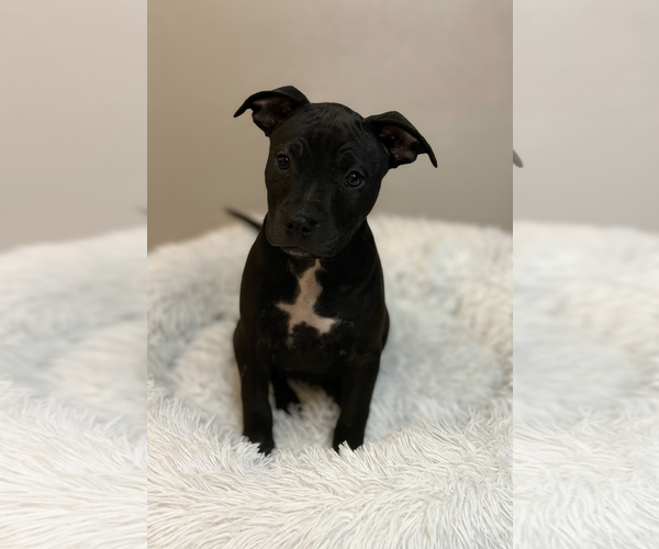 Medium Photo #2 Chihuahua-Chinese Shar-Pei Mix Puppy For Sale in Phoenix, AZ, USA