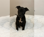 Small #1 Chihuahua-Chinese Shar-Pei Mix