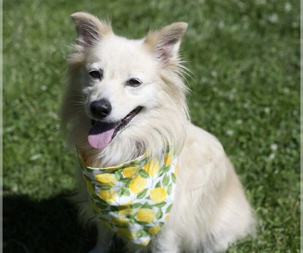 Medium Photo #1 American Eskimo Dog-Unknown Mix Puppy For Sale in Placerville, CA, USA
