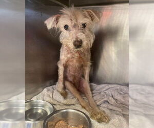 Poodle (Standard)-Unknown Mix Dogs for adoption in San Antonio, TX, USA
