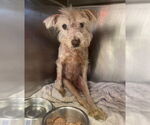 Small Poodle (Standard) Mix