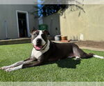 Small #3 American Pit Bull Terrier-American Staffordshire Terrier Mix