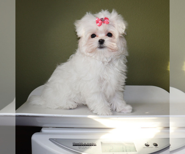 Medium Photo #5 Maltese Puppy For Sale in LOS ANGELES, CA, USA