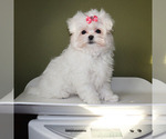 Small #4 Maltese