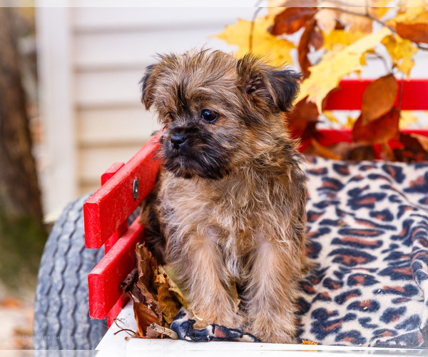 Medium Photo #38 Shorkie Tzu Puppy For Sale in WAKARUSA, IN, USA