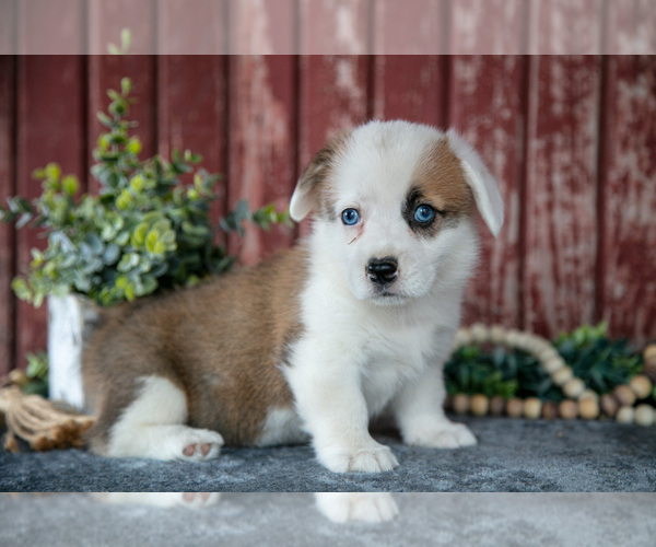 Medium Photo #2 Pembroke Welsh Corgi Puppy For Sale in BREMEN, IN, USA