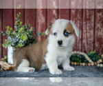Small #1 Pembroke Welsh Corgi