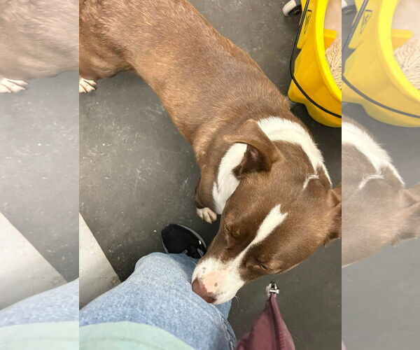 Medium Photo #4 Mutt Puppy For Sale in NEWPORT NH, NH, USA