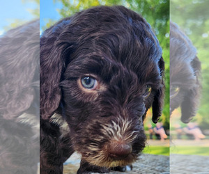 Aussiedoodle Puppy for sale in COLUMBIA, TN, USA