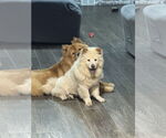 Small #4 Chow Chow