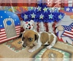 Small #4 Dachshund