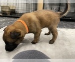Small Photo #90 Belgian Malinois Puppy For Sale in REESEVILLE, WI, USA