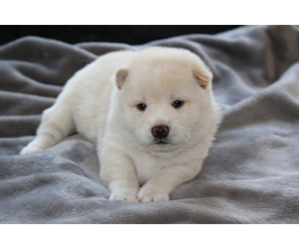 Medium Photo #16 Shiba Inu Puppy For Sale in VIRGINIA BCH, VA, USA