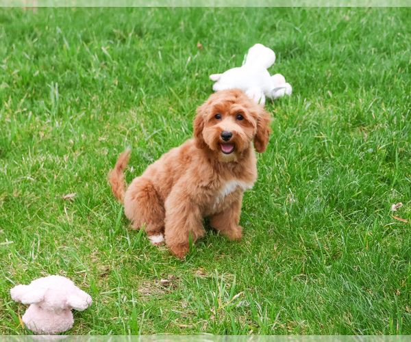 Medium Photo #6 Goldendoodle mix (+ Poodle Miniature) Puppy For Sale in SYRACUSE, IN, USA