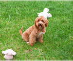Small #5 Goldendoodle mix (+ Poodle Miniature)