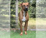 Small #3 Labrador Retriever Mix