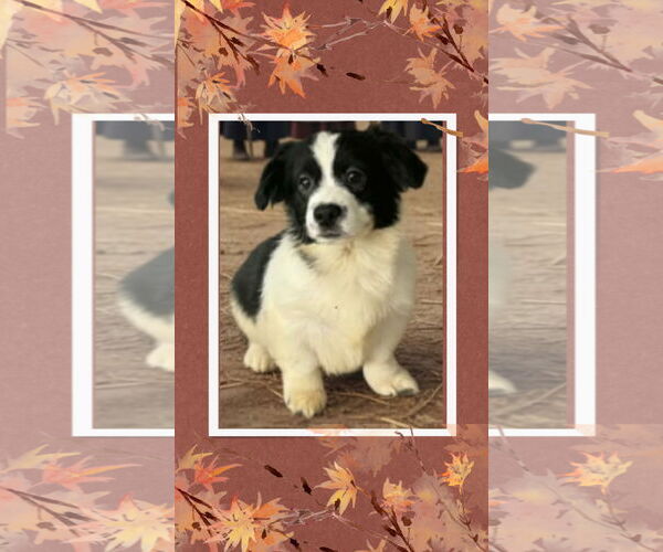 Medium Photo #1 Mutt Puppy For Sale in Walnutport, PA, USA