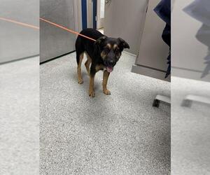 German Shepherd Dog-Unknown Mix Dogs for adoption in Pasadena, TX, USA