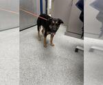 Small German Shepherd Dog Mix