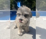 Small #3 Schnauzer (Miniature)