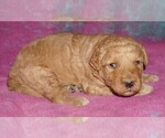 Small #1 Miniature Labradoodle