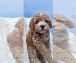 Puppy Aladdin Goldendoodle (Miniature)