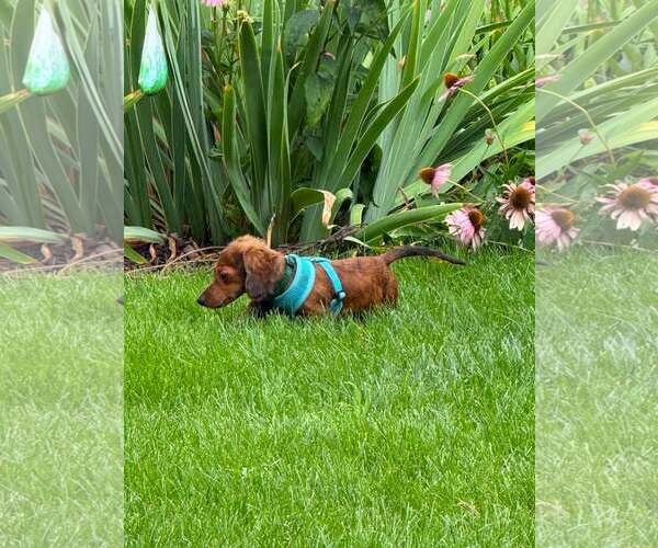 Medium Photo #4 Dachshund Puppy For Sale in Sioux Falls, SD, USA
