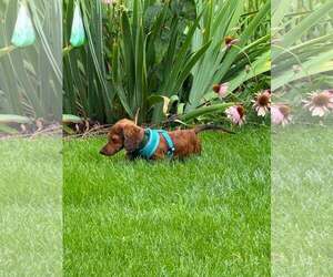 Maverick - Male Dachshund Dog for Adoption - Photo #4