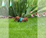 Small Photo #4 Dachshund Puppy For Sale in Sioux Falls, SD, USA