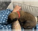 Small Photo #258 Belgian Malinois Puppy For Sale in REESEVILLE, WI, USA