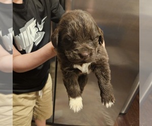 Newfoundland Puppy for sale in LIZELLA, GA, USA