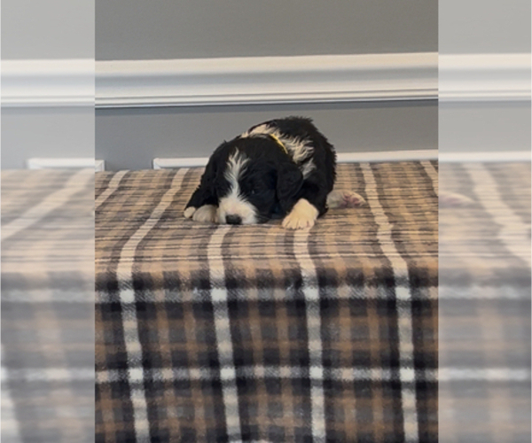 Medium Photo #83 Bernedoodle-Labradoodle Mix Puppy For Sale in MILFORD, NJ, USA