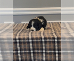 Small Photo #83 Bernedoodle-Labradoodle Mix Puppy For Sale in MILFORD, NJ, USA