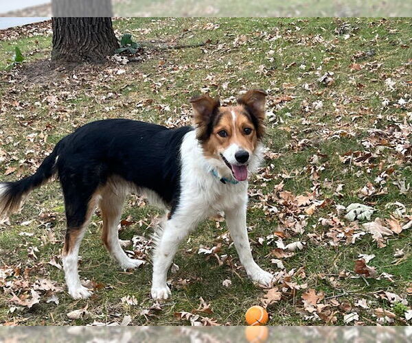 Medium Photo #4 Collie-Unknown Mix Puppy For Sale in Brooklyn Center, MN, USA