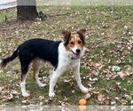 Small #3 Collie Mix