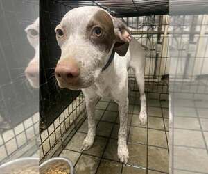 Pointer Dogs for adoption in Fairfield, IL, USA